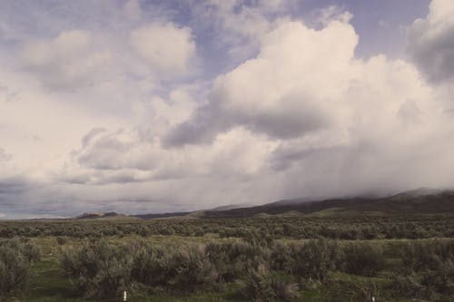 雨云下的绿叶树景观照片 · 免费素材图片