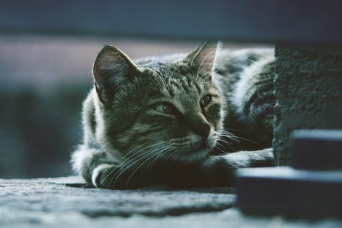 躺在灰色的路面上的银虎斑猫的照片 · 免费素材图片