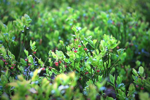 绿叶植物床 · 免费素材图片