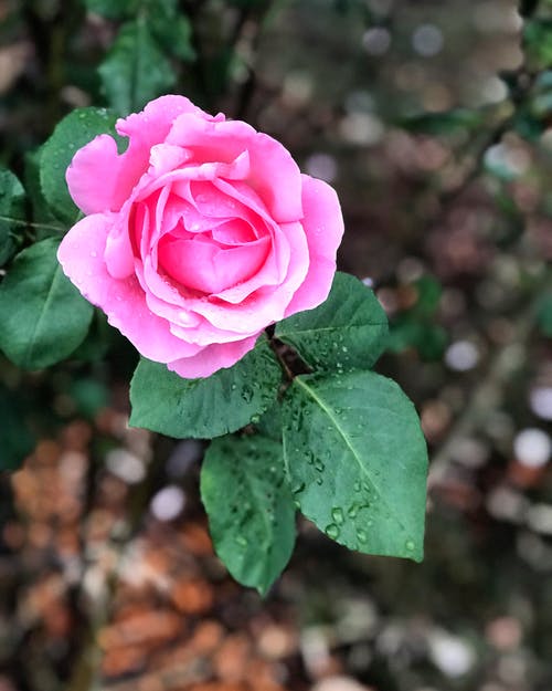 粉红色的花的特写摄影 · 免费素材图片