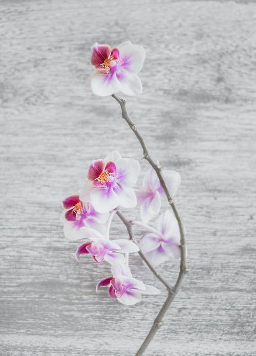 关闭了白色和粉红色蛾兰花花的照片 · 免费素材图片