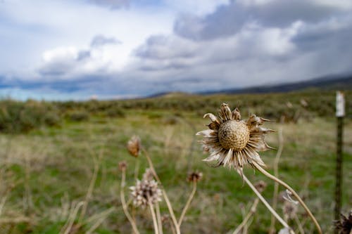布朗干花 · 免费素材图片