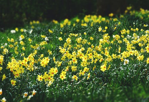 黄色花瓣的花床 · 免费素材图片