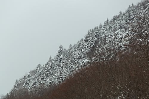 有关下雪的, 冬季, 冷的免费素材图片