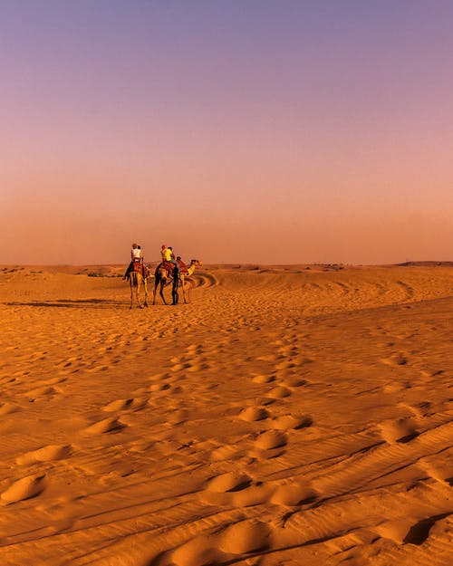 沙漠中的两个棕色骆驼 · 免费素材图片
