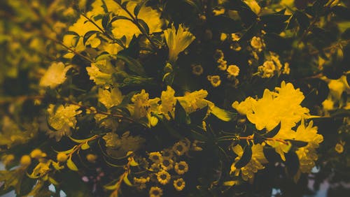 黄色花朵摄影 · 免费素材图片