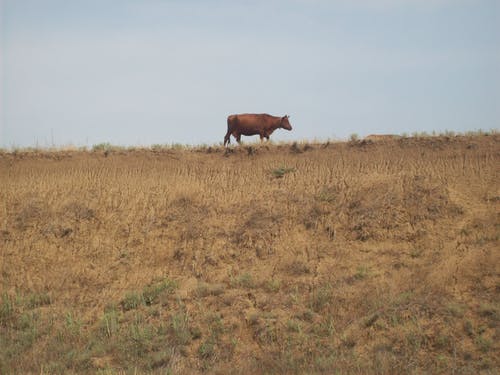 布朗牛站在草地上 · 免费素材图片