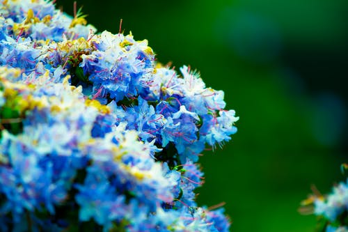 白花的选择性聚焦摄影 · 免费素材图片