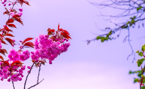 粉色花朵的选择性聚焦摄影 · 免费素材图片
