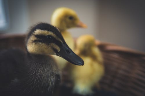 黑色和黄色的鸭子的特写摄影 · 免费素材图片
