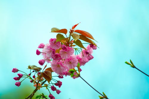 粉红色的花朵的特写摄影 · 免费素材图片