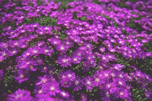 紫色雏菊照片 · 免费素材图片