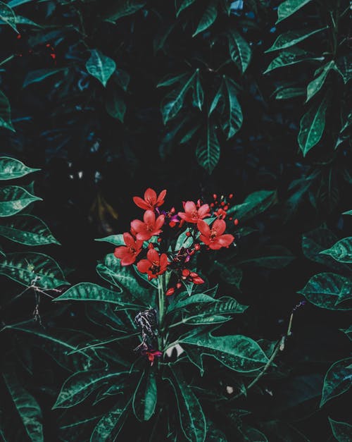 叶子附近的红色花朵摄影 · 免费素材图片