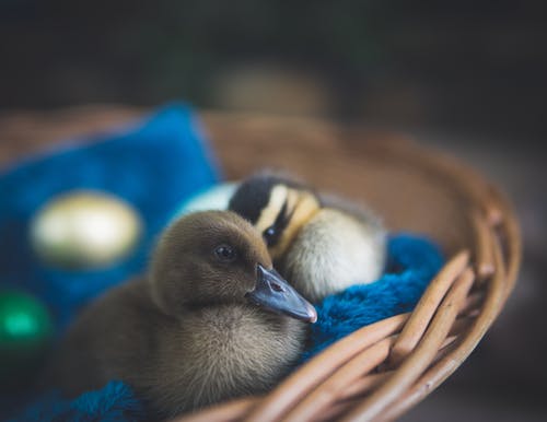 棕色柳条巢上的两个棕色小鸭 · 免费素材图片