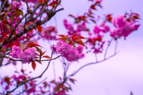 粉红色的花朵的特写摄影 · 免费素材图片