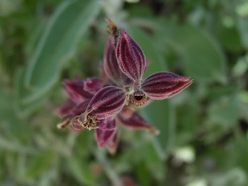 花蕾的微距摄影 · 免费素材图片