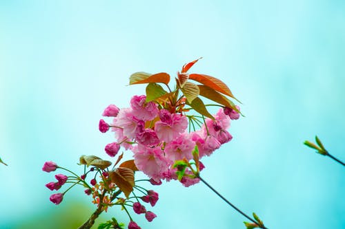 粉红色的花朵的特写摄影 · 免费素材图片