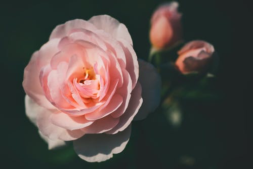粉红玫瑰特写摄影 · 免费素材图片
