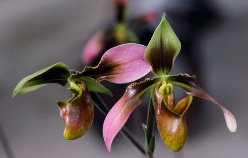 棕色，粉红色和绿色的花朵 · 免费素材图片