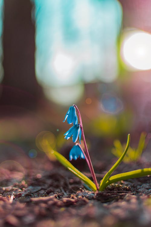 蓝色的花瓣花的特写摄影 · 免费素材图片