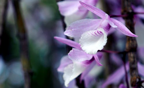 紫色花的照片 · 免费素材图片