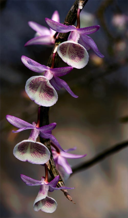 紫色和白色的花朵的特写照片 · 免费素材图片