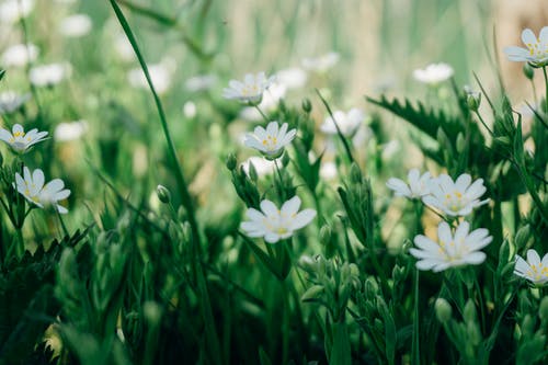 白色延命菊雏菊花的选择性聚焦摄影 · 免费素材图片