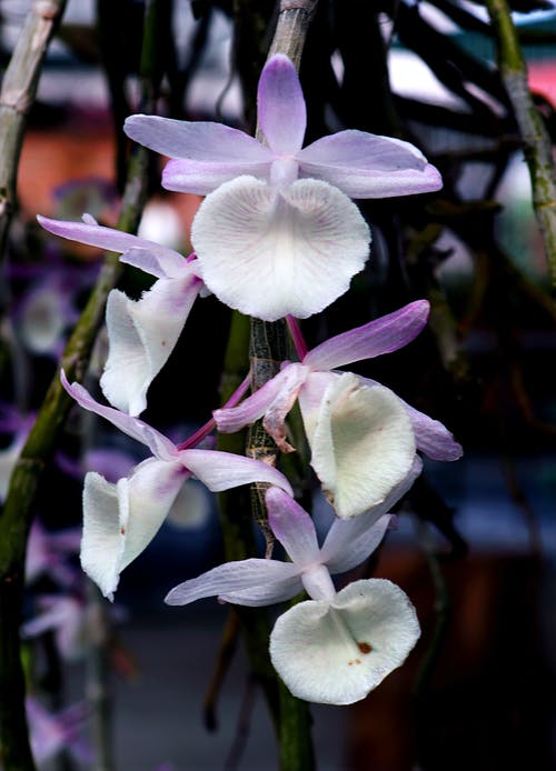 白色和紫色的花朵 · 免费素材图片