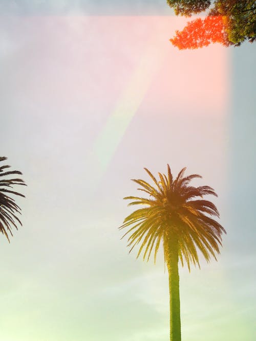 低角度拍摄的棕榈树 · 免费素材图片