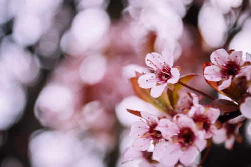 樱花的选择性聚焦摄影 · 免费素材图片
