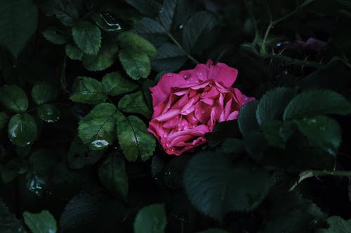 叶子包围的粉红色的花的特写摄影 · 免费素材图片