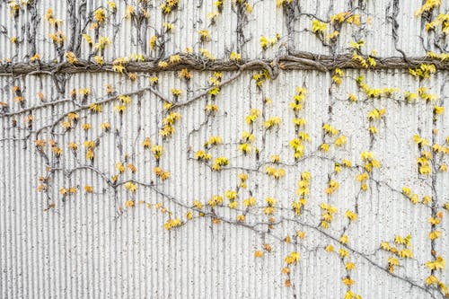 灰色的混凝土墙上的黄色藤蔓 · 免费素材图片
