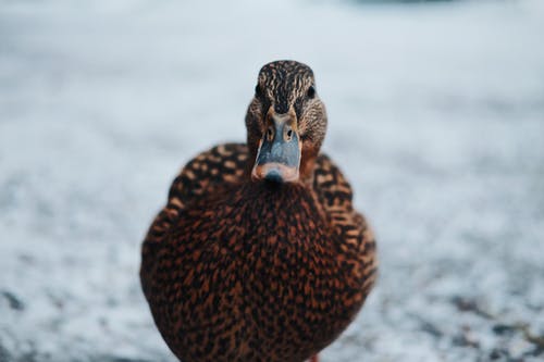一只鸭子的特写摄影 · 免费素材图片