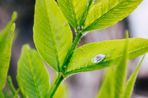 昆虫在叶子上的特写摄影 · 免费素材图片