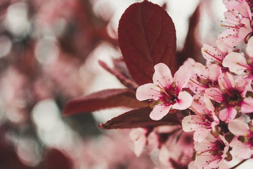 粉色樱花的照片 · 免费素材图片