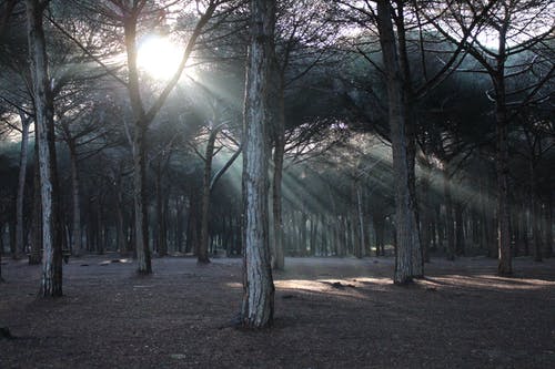 树木的灰度照片 · 免费素材图片