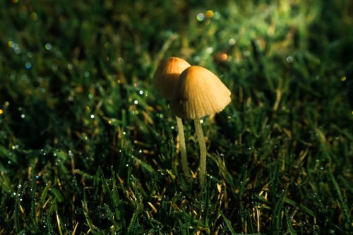 两个棕色蘑菇的特写照片 · 免费素材图片