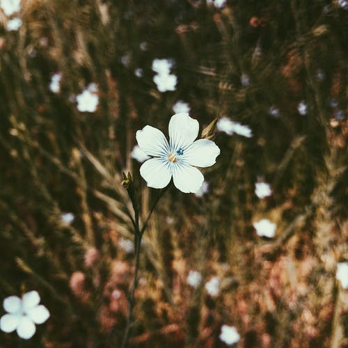 白花瓣花在特写照片 · 免费素材图片