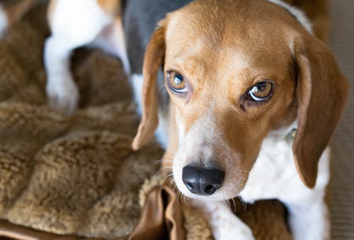 棕色，白色和黑色小猎犬 · 免费素材图片