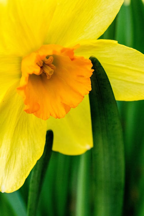 黄水仙花的选择性聚焦摄影 · 免费素材图片