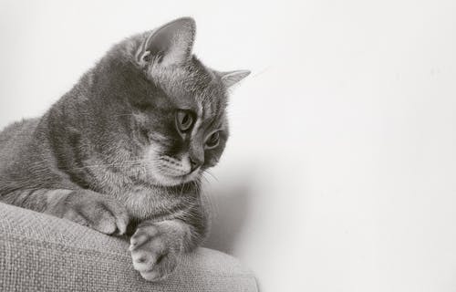 猫在椅子上，盯着墙上 · 免费素材图片