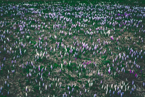 白色和紫色的花朵摄影 · 免费素材图片