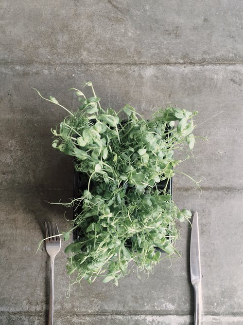 在灰色的叉子和刀子附近的黑色容器上的绿叶蔬菜 · 免费素材图片