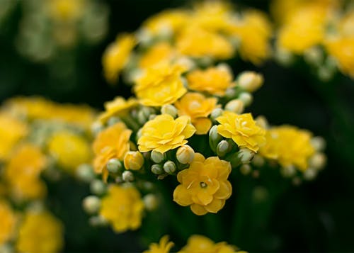黄色花朵的近景摄影 · 免费素材图片
