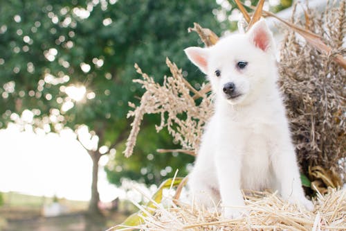 日本施皮茨幼犬坐在稻草上的特写摄影 · 免费素材图片