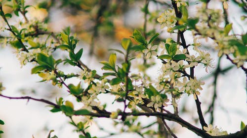 花朵和叶子的特写摄影 · 免费素材图片