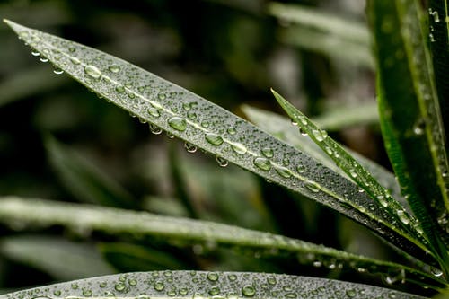 叶子与水滴的特写摄影 · 免费素材图片