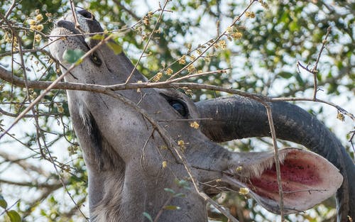 动物吃树叶 · 免费素材图片