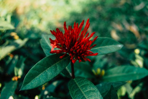 红色仙丹花蕾的选择性聚焦摄影 · 免费素材图片