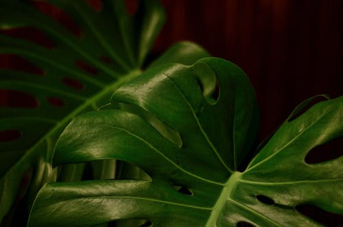 叶子的特写摄影 · 免费素材图片